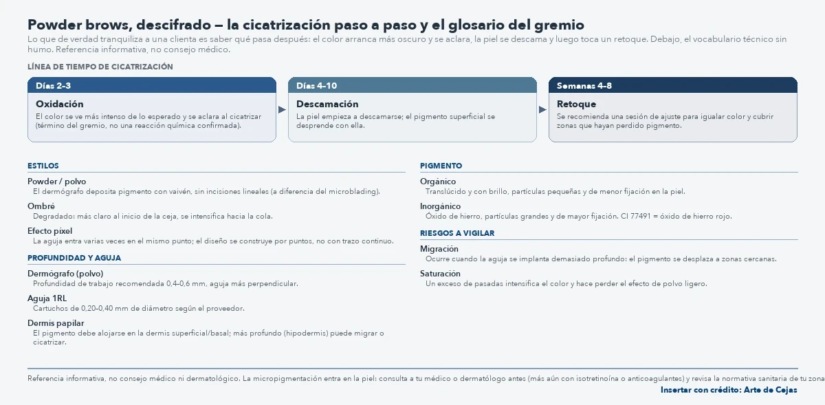 Decodificador de powder brows: la línea de tiempo de cicatrización (oxidación en los días 2-3, descamación entre el día 4 y el 10, retoque a las 4-8 semanas) y un glosario de estilos, herramientas, pigmentos y riesgos.